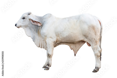 Brahman ox isolated on white background with clipping path