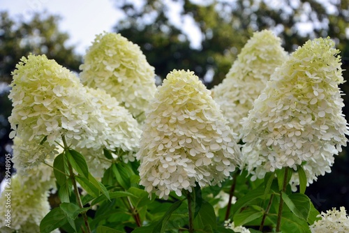 Luxurious hydrangea paniculata in the garden close-up.