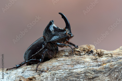 a horn beetle - Trichogomphus sp.