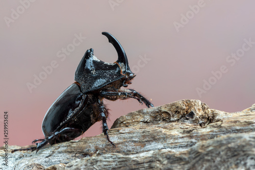 a horn beetle - Trichogomphus sp.
