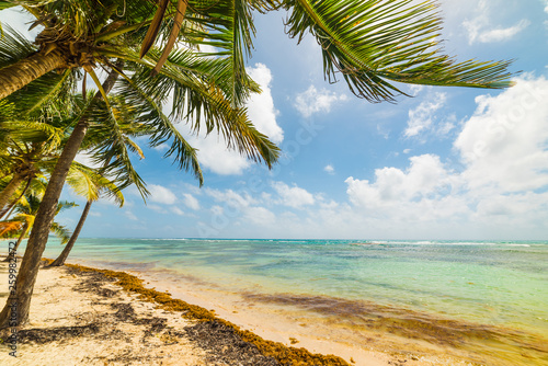 Palms by the sea in Bois Jolan beach in Guadeloupe