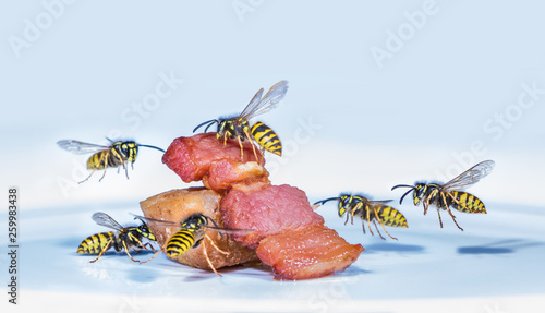 Many wasps fly on roasted ham. Concept annoying insects.