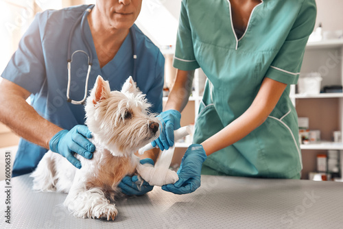 We are always here to help. A team of two veterinarians in work uniform bandaging a paw of a small dog lying on the table at veterinary clinic.