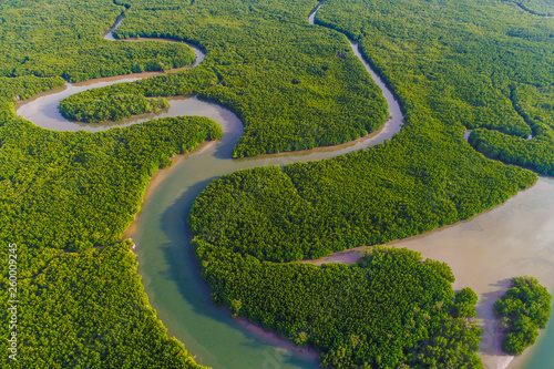 Aerial view green mangrove tropical forest swamp line to sea