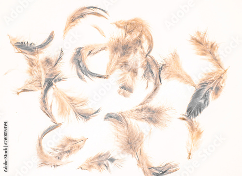 Beautiful colorful pink orange white and black feathers textures background and wallpaper