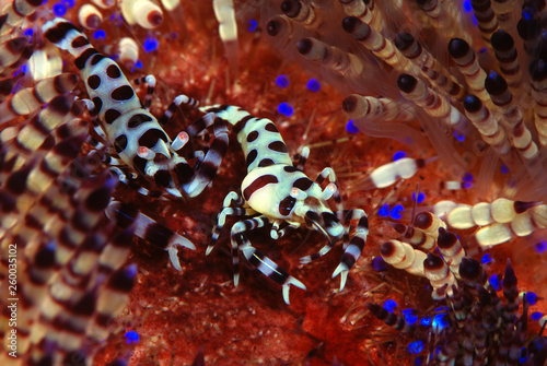 Incredible Underwater World - Coleman shrimp - Periclimenes colemani. Diving and underwater macro photography. Tulamben, Bali, Indonesia.