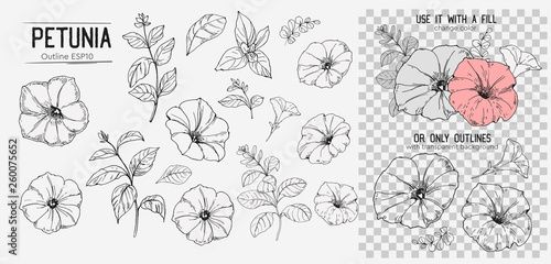 Set of petunoa flowers. Hand drawn illustration converted to vector. Isolated