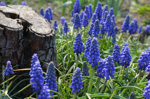 Kwitnące szafirki drobnolistne, Muscari botryoides