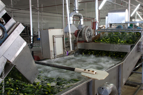 Working process of the production of cucumbers on cannery. Washing in water before preservation. Movement on the conveyor.