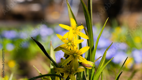 Gagea lutea, złoć żółta, kwiat, blomst, flower