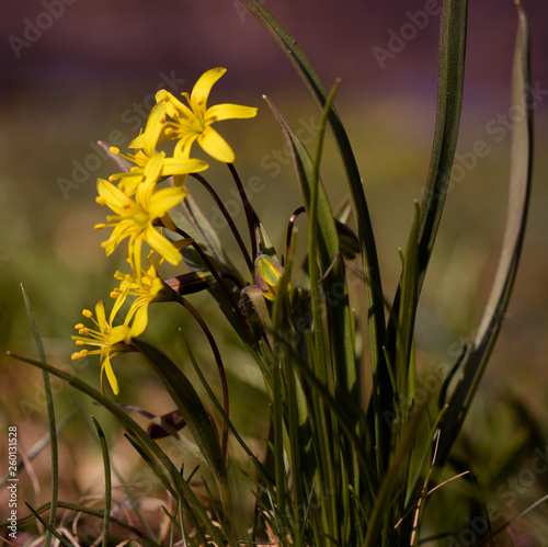 Gagea lutea, złoć żółta, kwiat, blomst, flower