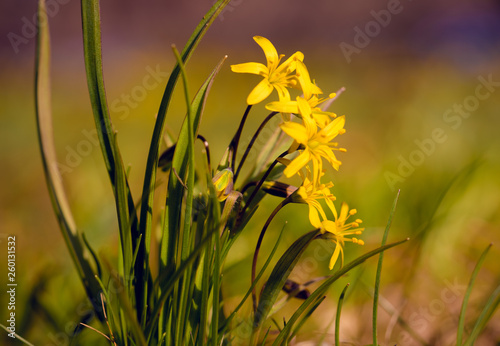 Gagea lutea, złoć żółta, kwiat, blomst, flower