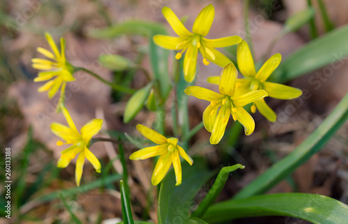 Gagea lutea, złoć żółta, kwiat, blomst, flower