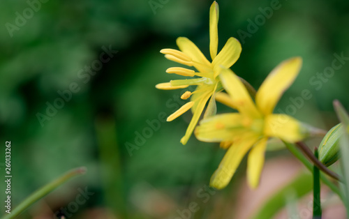 Gagea lutea, złoć żółta, kwiat, blomst, flower