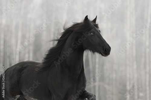 Black friesian horse portrait with long mane on white winter background