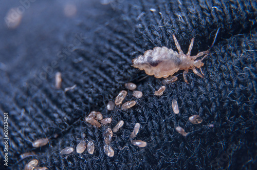 Macro of male and female chewing louse