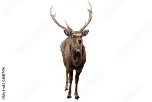 Red deer stag in front of a white background