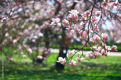 magnolia blossom spring garden / beautiful flowers, spring background pink flowers