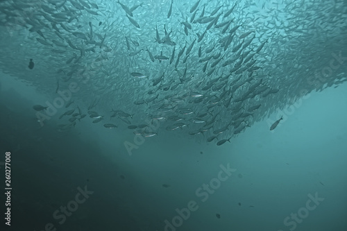 diving into water / sea scene, rest in the ocean, wildlife under water
