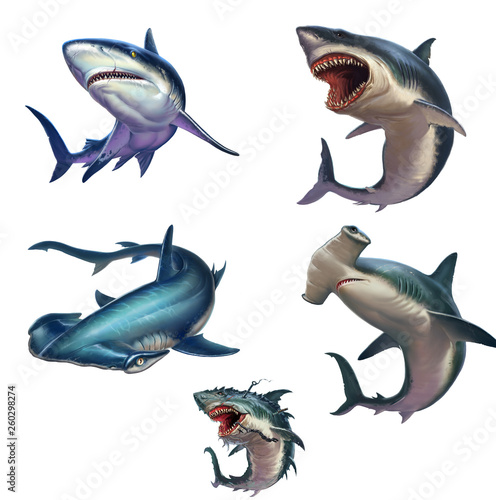 Big set of sharks isolated realistic illustration. Great White Shark. Gray reef shark. Hammerhead shark. Big Monster Shark