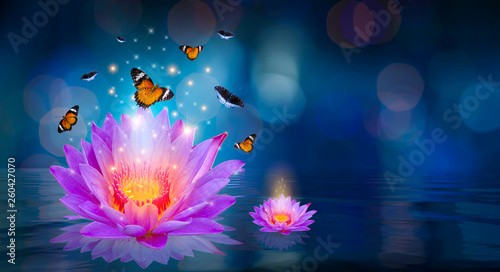 Butterflies are flying around the purple lotus floating on the water Bokeh