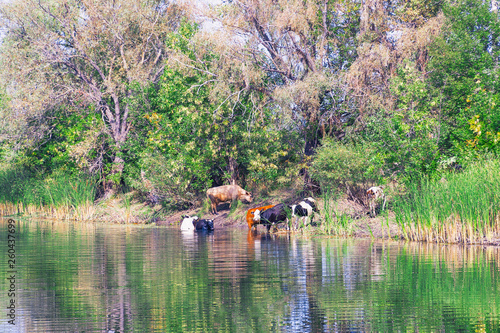 Cows stand in the water on a hot day