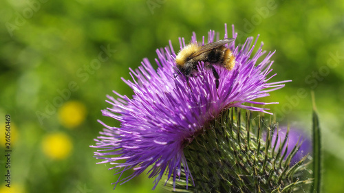 Bee on the flower