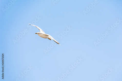 seagull in the blue sky