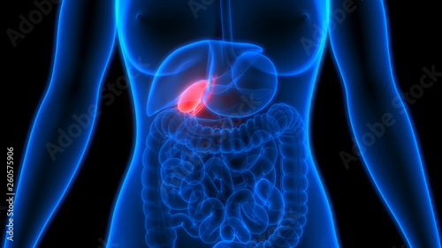 Human Organs Gallbladder Anatomy