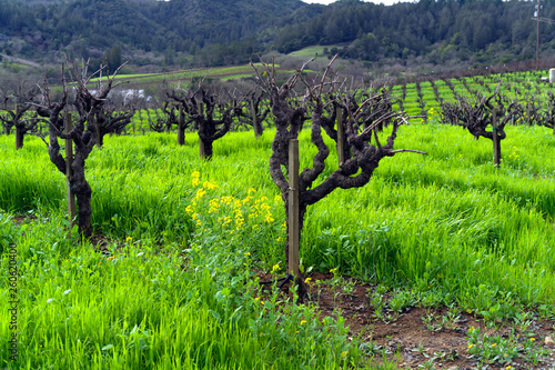 rows of zinfandel in vineyard in winter in California