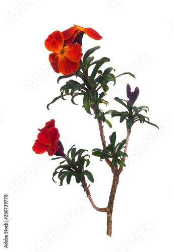 Erysimum aka Wallflower flowers isolated on white background. Bright and perfumed spring garden plants. Deep orange rust colour.