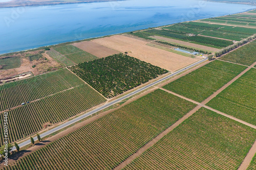 Grape orchards bird's-eye view. Vine rows. Top view on the garden on a background of the estuary, village and sky