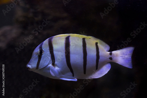 Acanthurus triostegus (convict tang, convict surgeonfish).