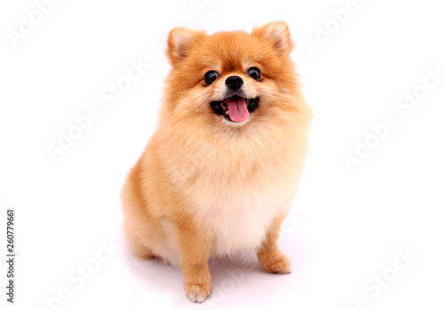 Pomeranian dog on a white background.