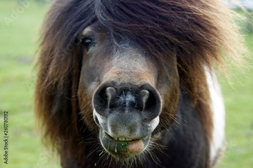 Shetland Pony frisst Gras