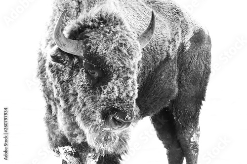 American Bison - Frost