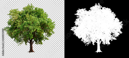 jedno drzewo na przezroczystym tle obrazu ze ścieżką przycinającą, pojedyncze drzewo ze ścieżką przycinającą i kanał alfa na czarnym tle