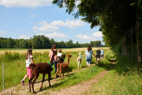 menschen die mit alpacas wandern