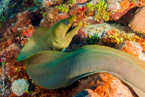 A green moray eel is swimming across the reef out in the open. This predator can be found in tropical waters and this one was shot in Grand Cayman deep beneath the surface of the water