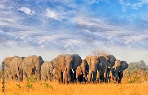 Herd of elephants walking across the dry arid african plains in Hwange National Park, Zimbabwe