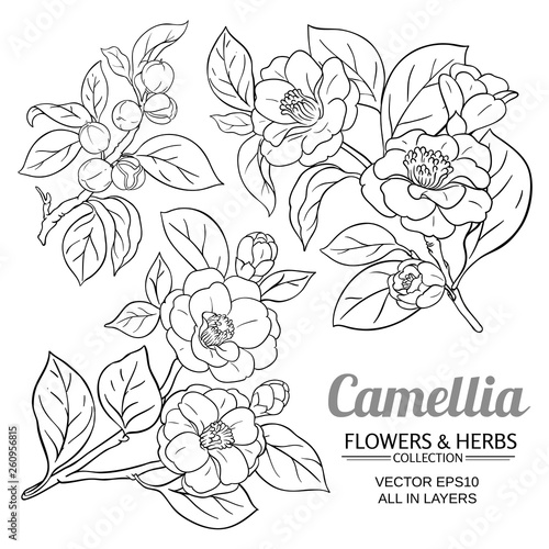 camellia vector set