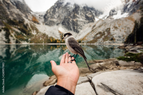 Beautiful Bird Sitting On Hand With Spectacular View Of Mountains And Lake In The Background