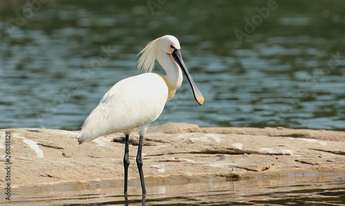 Eurasian Spoon Bill in Plumage, Platalea leucorodia, Ranganathittu Bird Sanctuary, Karnataka, India.