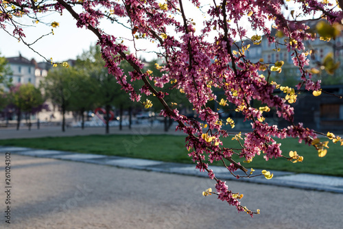 Pink trees blooming on the Champ de Mars esplanade in french city of Valence. France 2019.