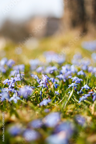Beautiful garden view with small blue flowers in a small countryside garden.