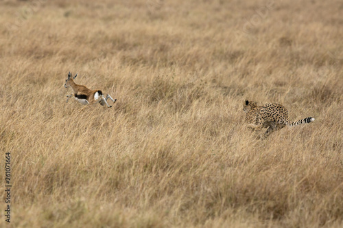 Cheetah chasing a Thomson's Gazelle, Masai Mara, Kenya