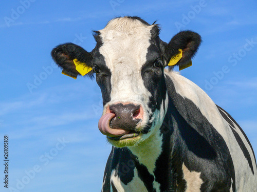 Tongue in nose, in nostril, a black pied mature cow,in front of a blue sky, picks her nose.