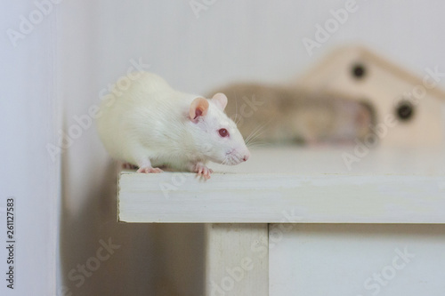 house. mouse white and house - mink. symbol of 2020.
