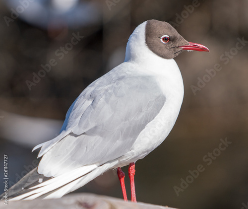 Mewa śmieszka, Larus ridibundus