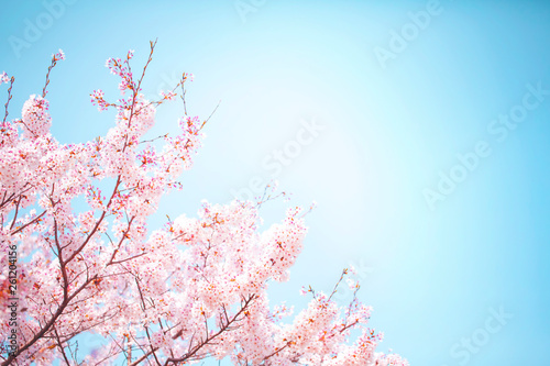 美しく満開に咲き誇る一本の桜とコピースペースの青い空